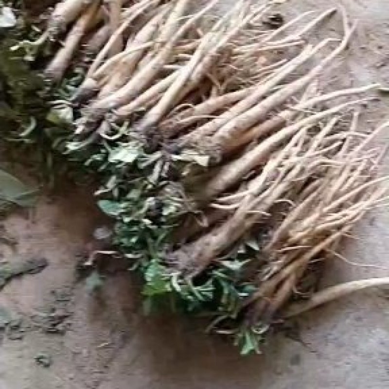 食叶草苗(蛋白菜，长寿菜等等)