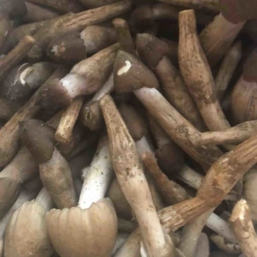 江苏南京卖野生鸡枞菌