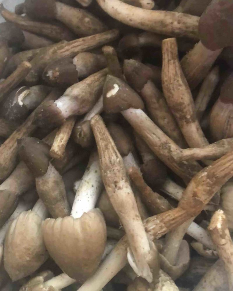 江苏南京卖野生鸡枞菌