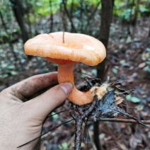 新鲜采摘，甘肃精品蘑菇（松树菌）直供，可送货上门