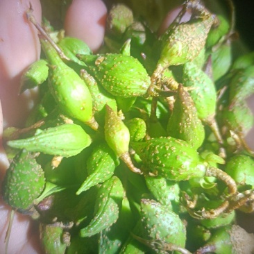 大量鲜货