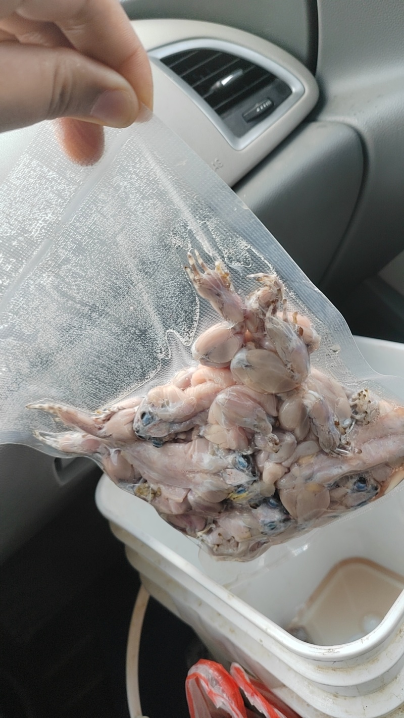 真空包装蟾蜍肉，保证新鲜度，冷链运输
