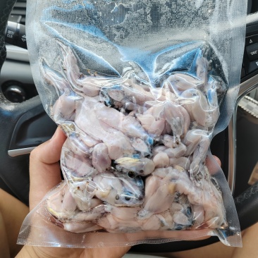 真空包装蟾蜍肉，保证新鲜度，冷链运输