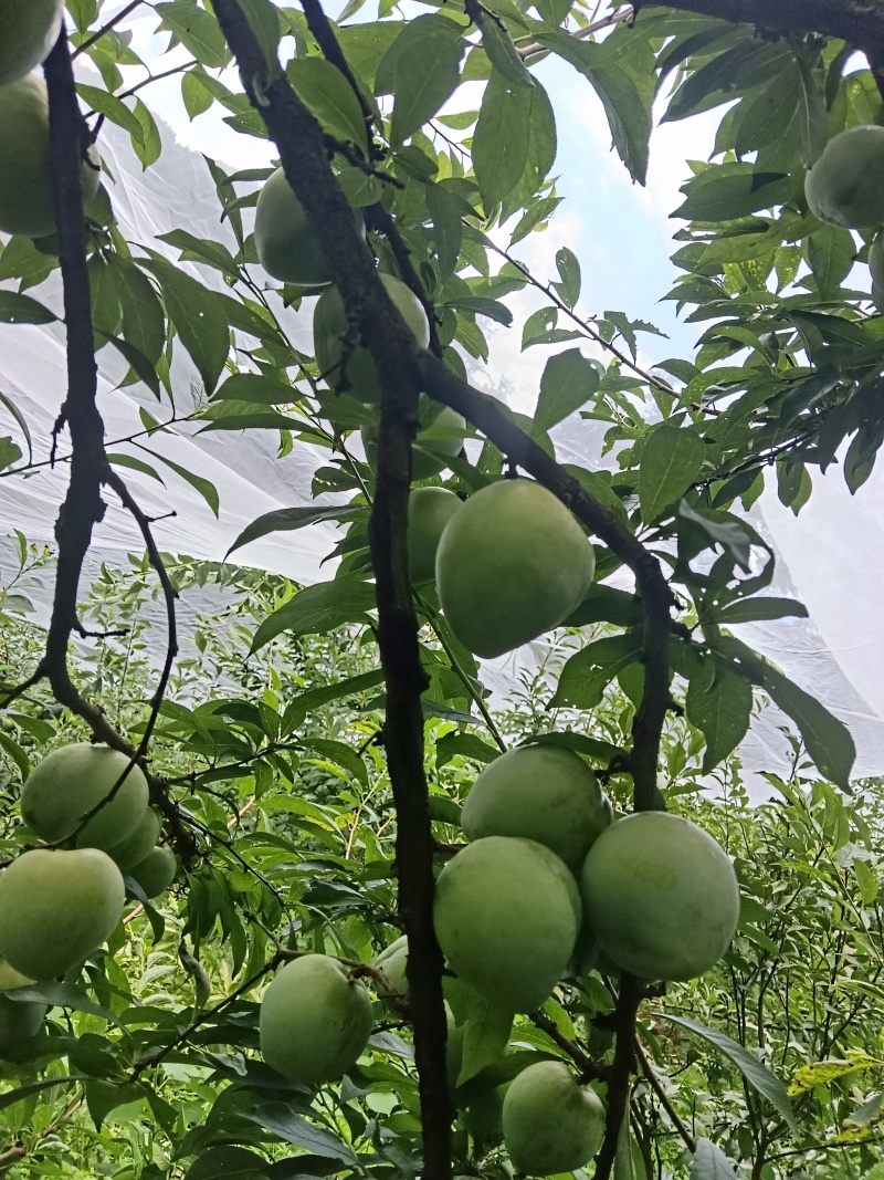 湖南高山奈李