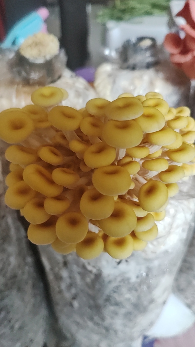 食用菌种，榆黄菇（鸡油菌）原种麦粒木屑麸皮为原料