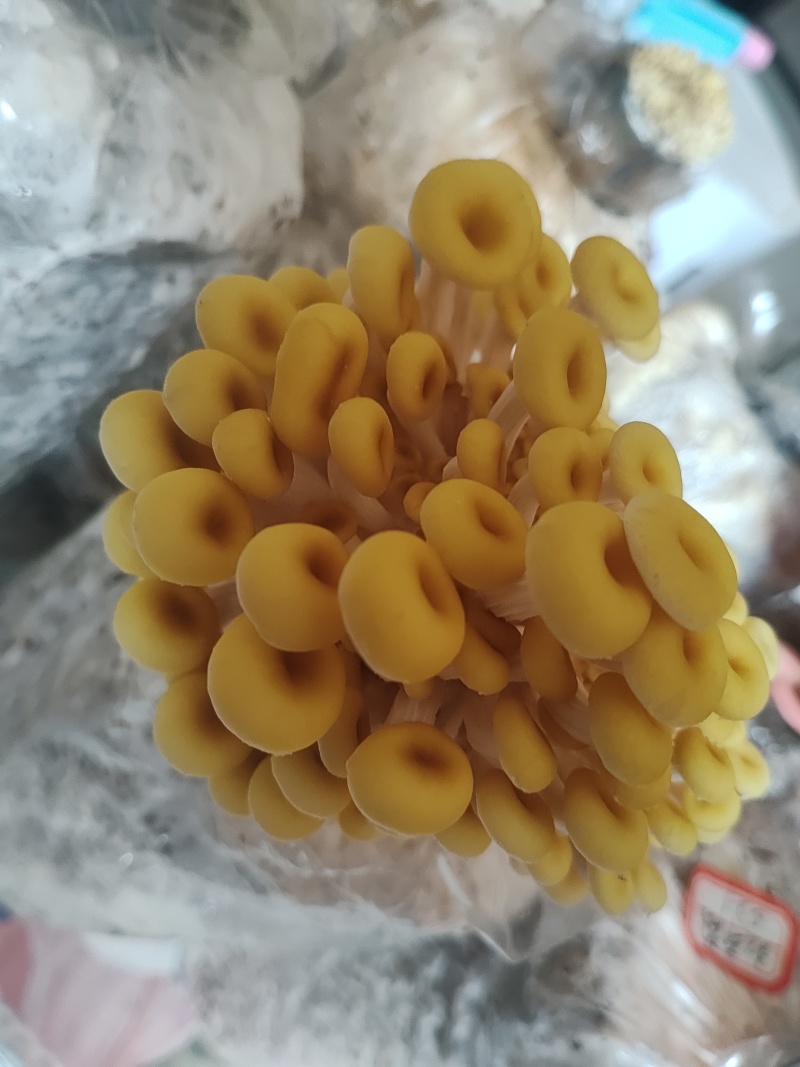 食用菌种，榆黄菇（鸡油菌）原种麦粒木屑麸皮为原料