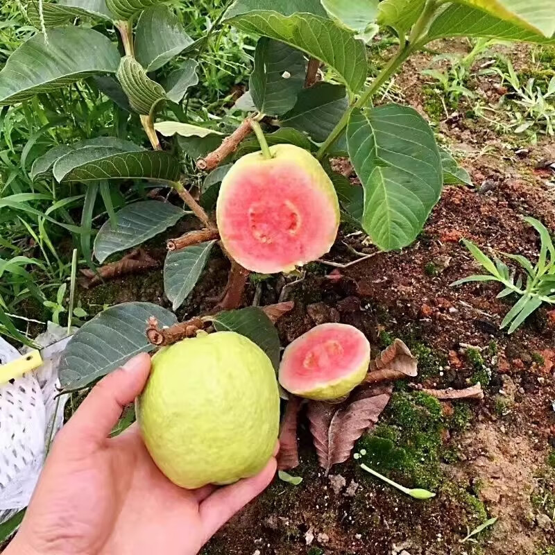 番石榴果苗
