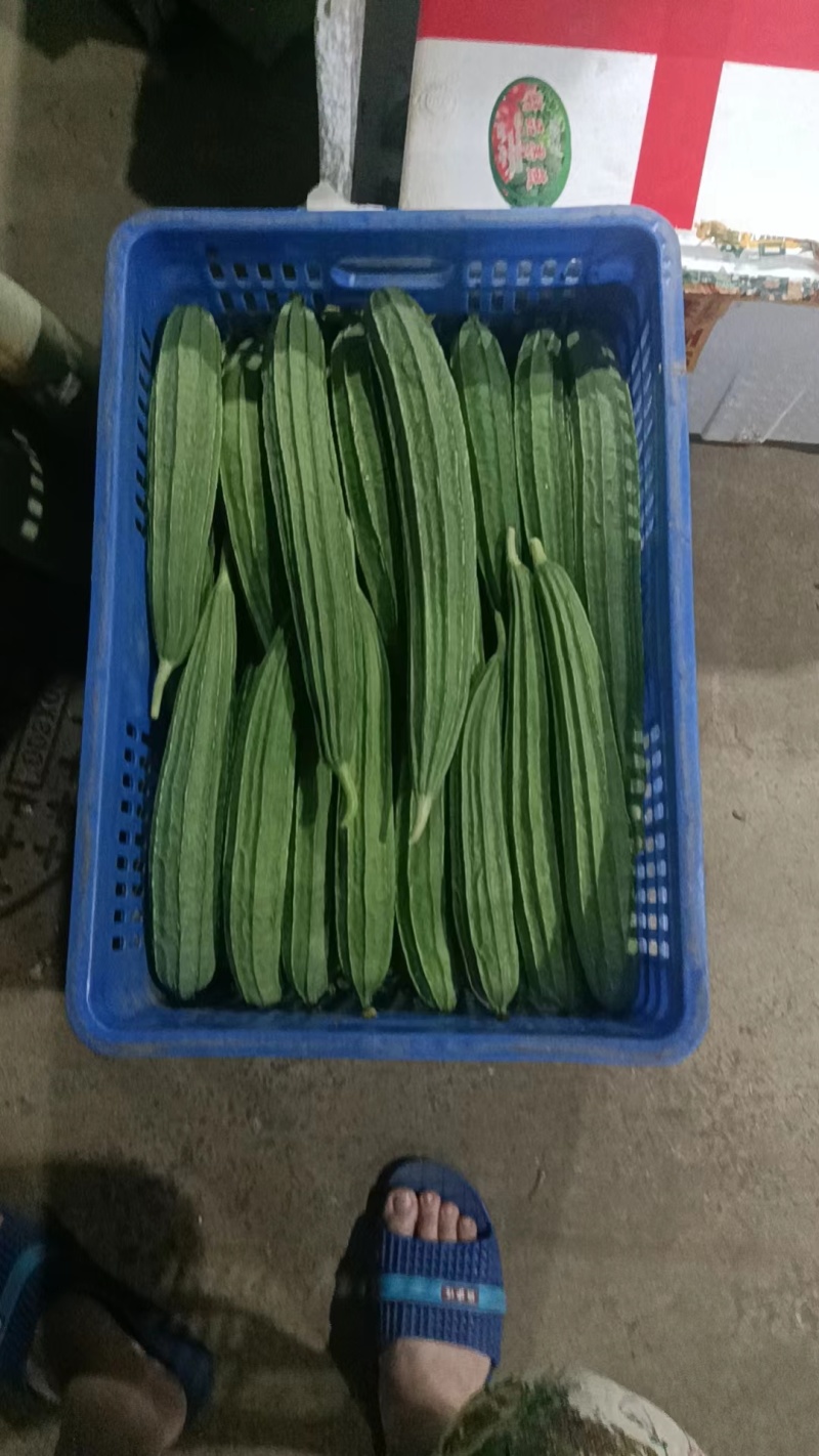 广东韶关精品八角肉丝瓜，棱角丝瓜产地直发，按需提供各类服
