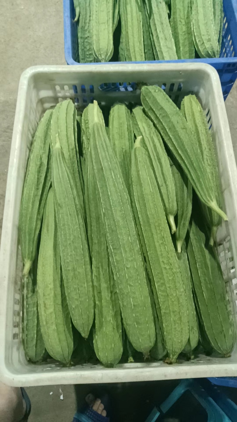 广东韶关精品八角肉丝瓜，棱角丝瓜产地直发，按需提供各类服