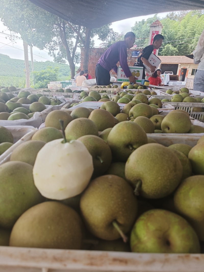 翠冠梨湖北精品翠冠梨皮毛干净个头均匀脆甜多汁