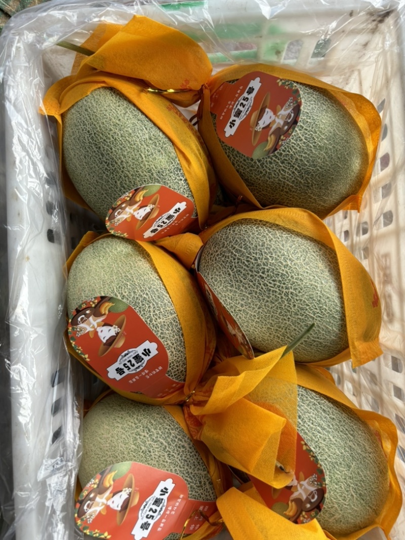热销滑县哈蜜瓜精品晓蜜25号产地代收代发全国各地