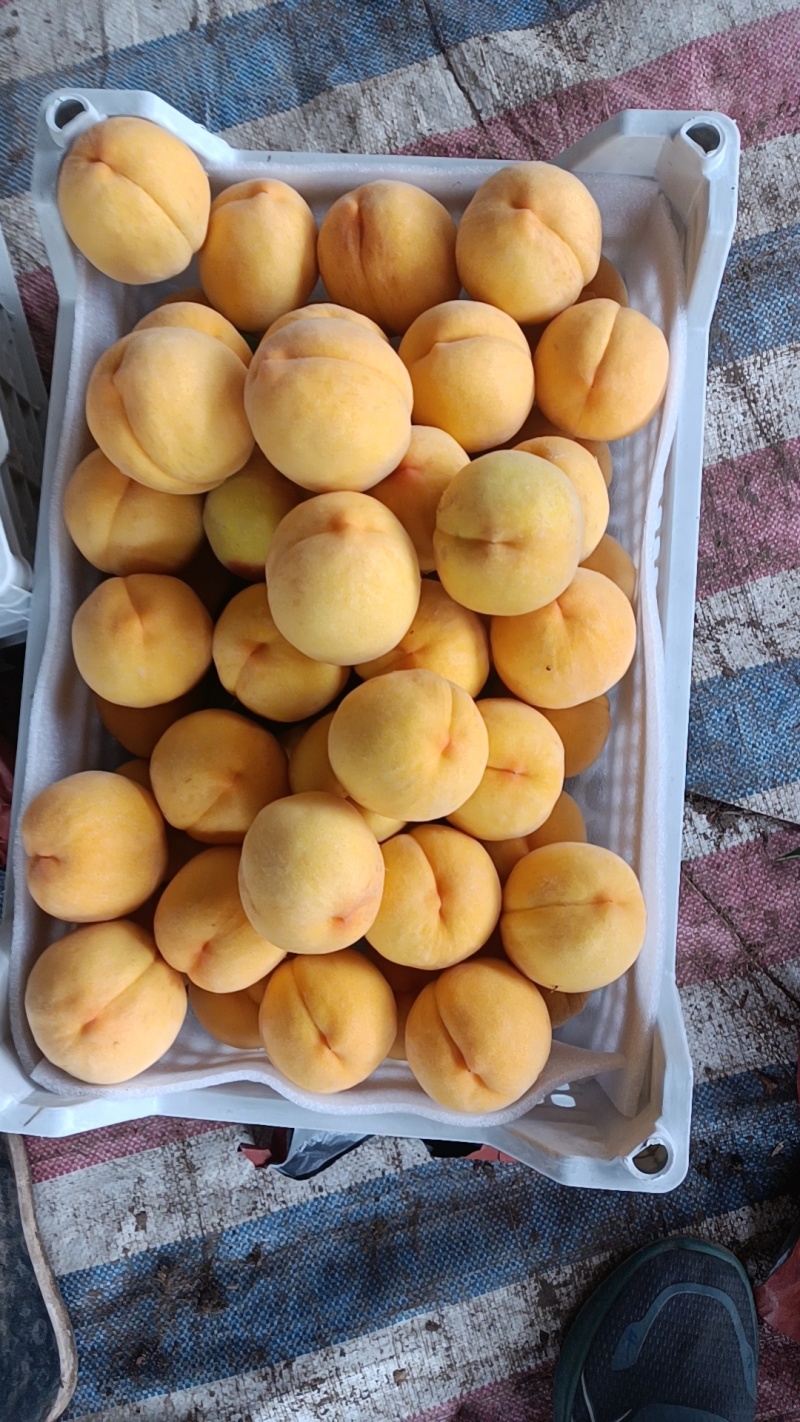 江苏丰县大沙河中桃十