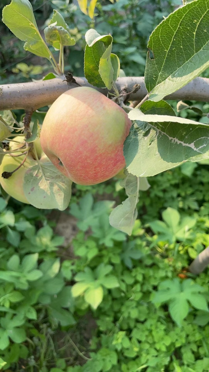 江苏丰县大沙河早熟苹果美八