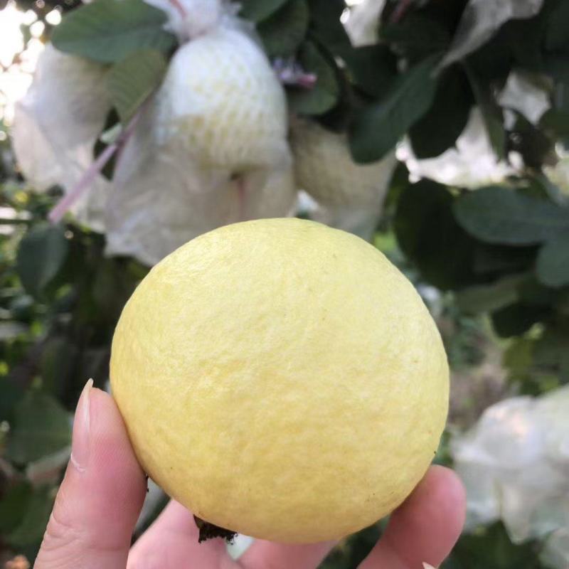 精品中的精品，礼盒树上熟奶油芭乐，可香可软糯