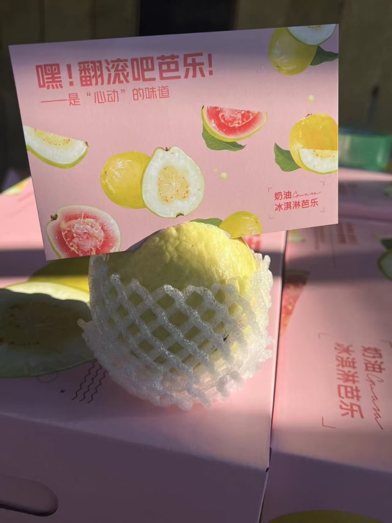 精品中的精品，礼盒树上熟奶油芭乐，可香可软糯