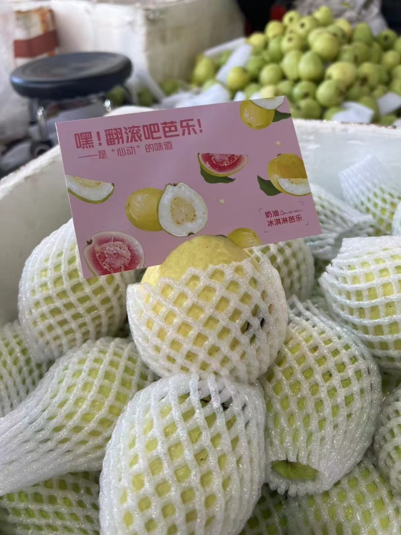 精品中的精品，礼盒树上熟奶油芭乐，可香可软糯