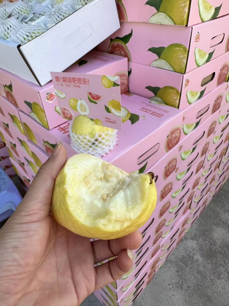 精品中的精品，礼盒树上熟奶油芭乐，可香可软糯