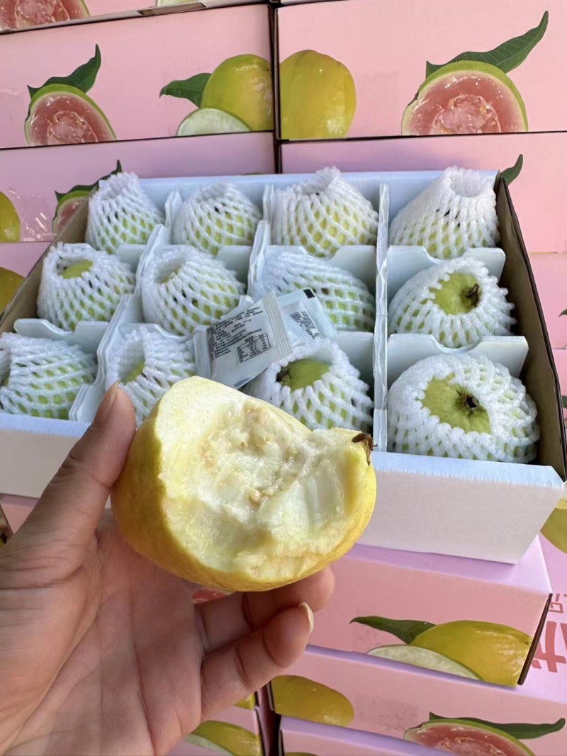 精品中的精品，礼盒树上熟奶油芭乐，可香可软糯