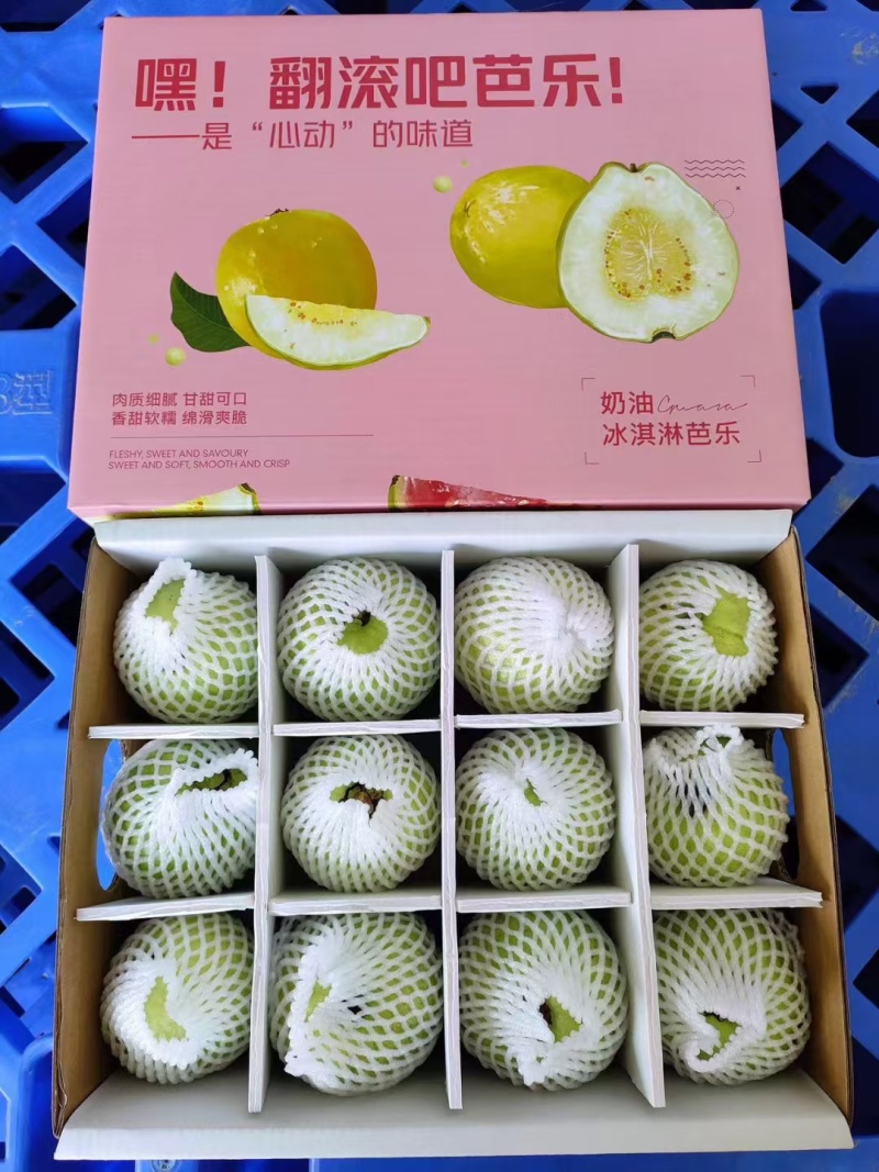 精品中的精品，礼盒树上熟奶油芭乐，可香可软糯