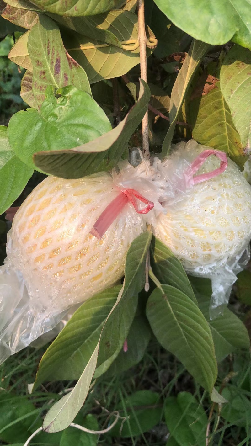 精品中的精品，礼盒树上熟奶油芭乐，可香可软糯