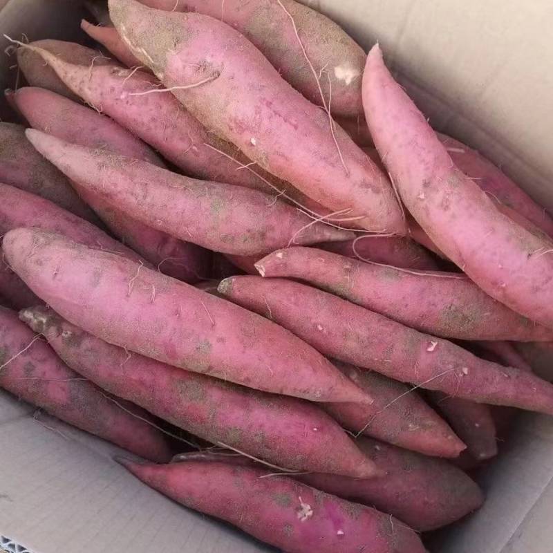 西瓜红紅薯