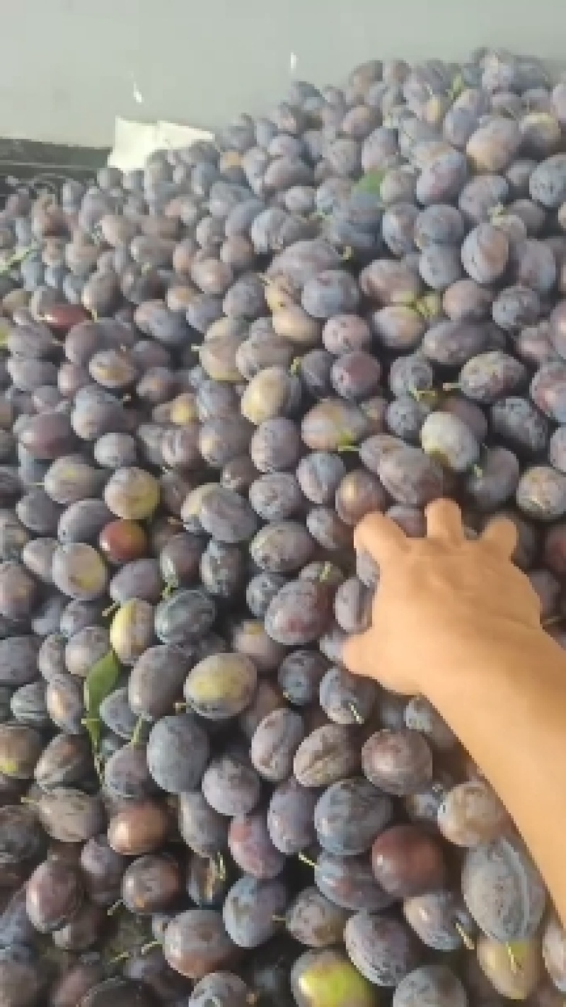 批发西梅李大量上市，量大的老板联系法兰西，