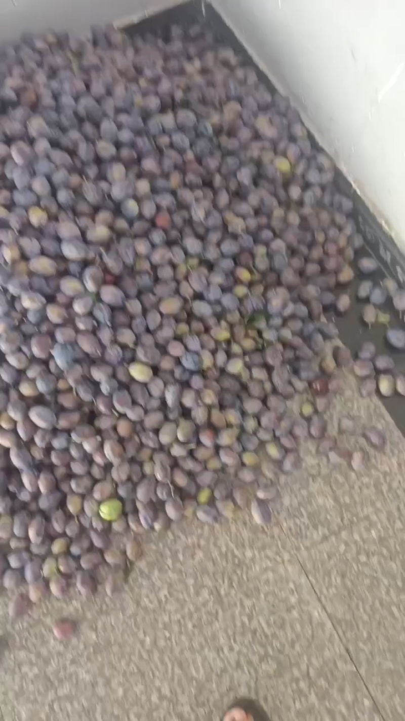 批发西梅李大量上市，量大的老板联系法兰西，