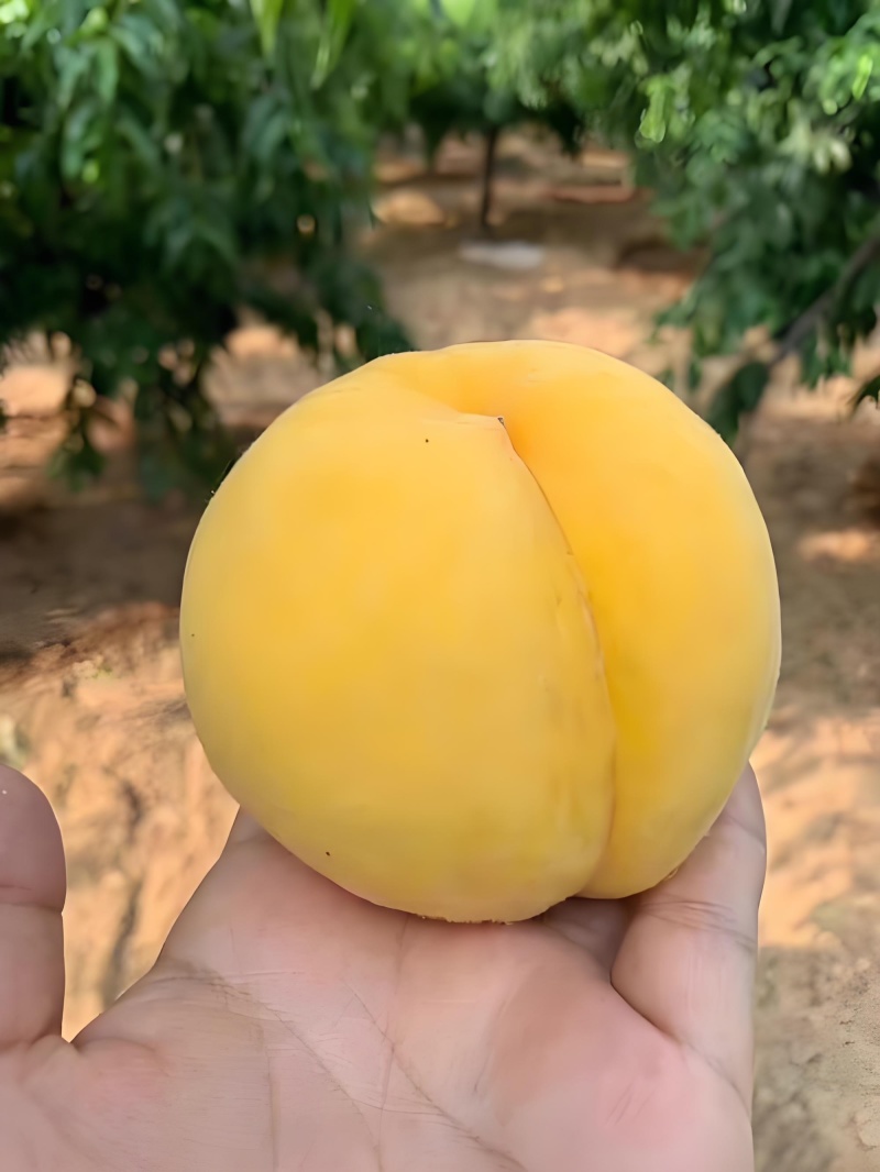 （精品黄金蜜八号桃）黄金蜜八号毛桃，口感超甜，产地直发。