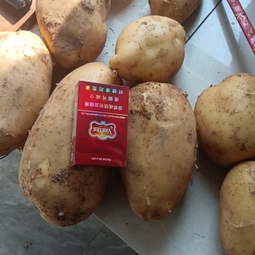精品黄皮黄心土豆大量现货供应中