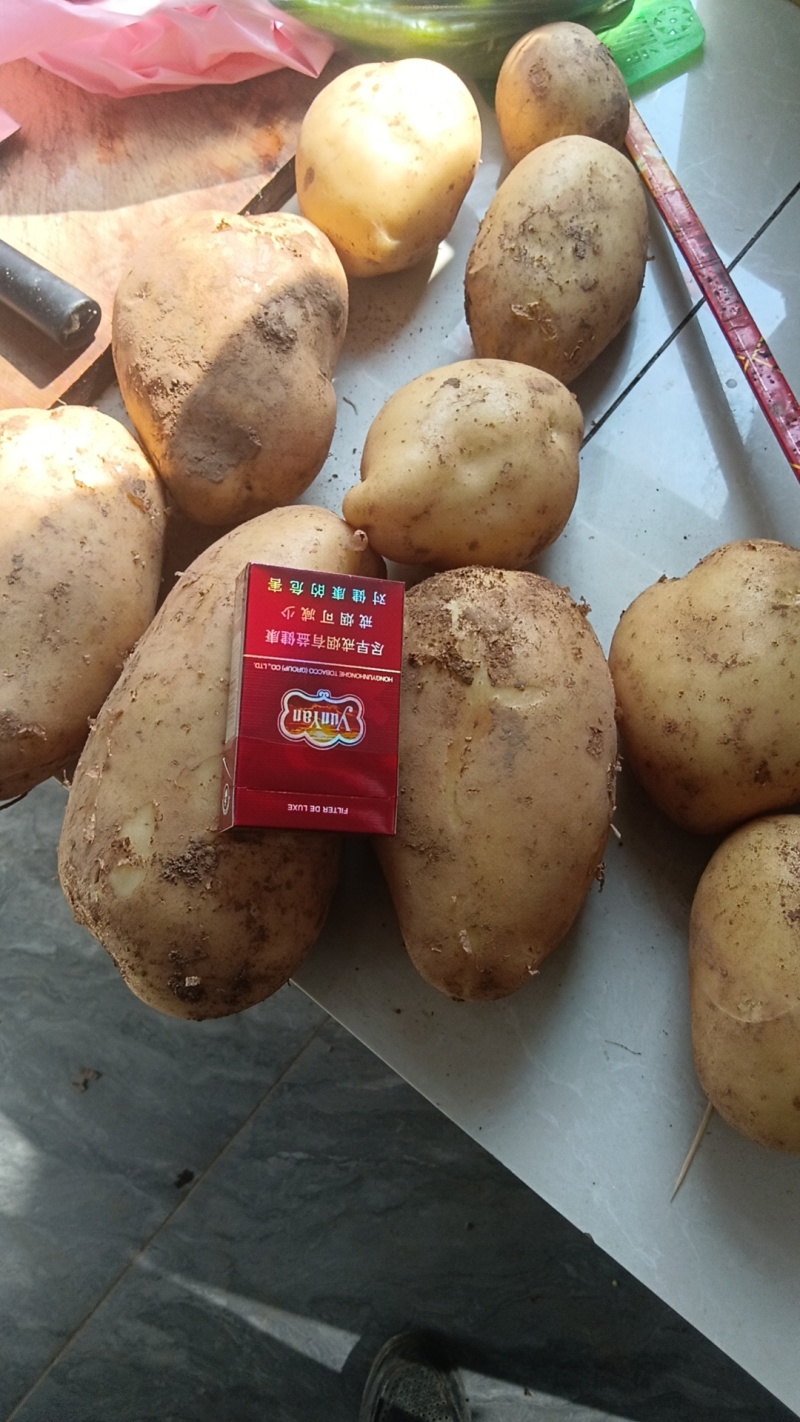 精品黄皮黄心土豆大量现货供应中