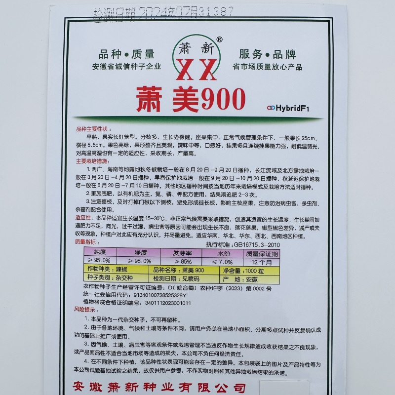 萧美900辣椒种子长灯笼型大果泡椒种子果色亮绿薄皮椒种子