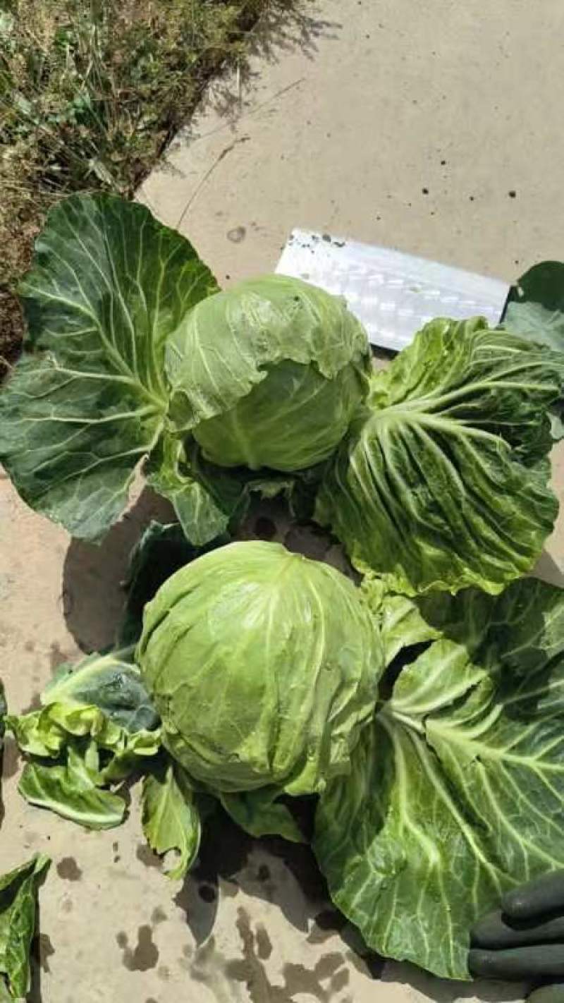 精品甘蓝大量有货需要的联系，产地直销大量有货。