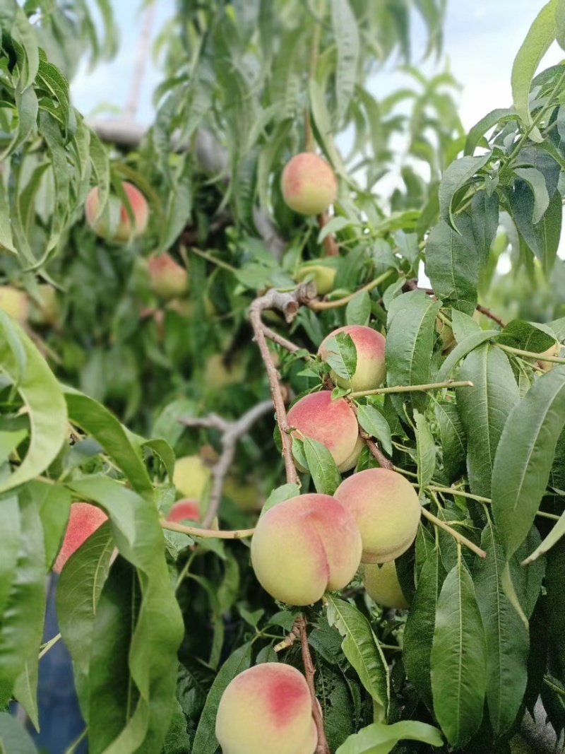 青州离核毛桃全红密秋彤口感脆甜保质保量供应全国