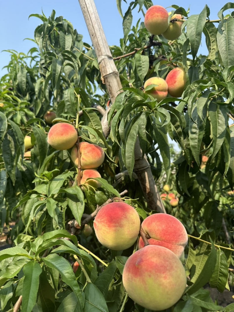 青州离核毛桃全红密秋彤口感脆甜保质保量供应全国