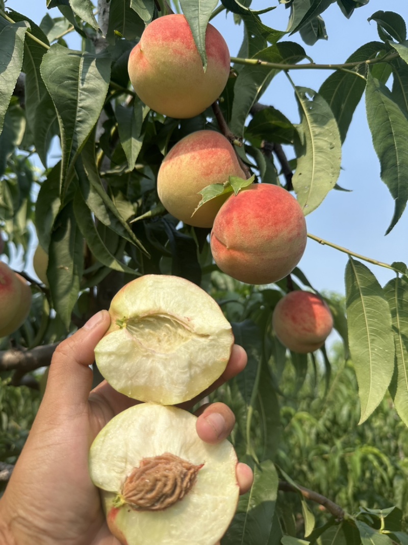 青州离核毛桃全红密秋彤口感脆甜保质保量供应全国