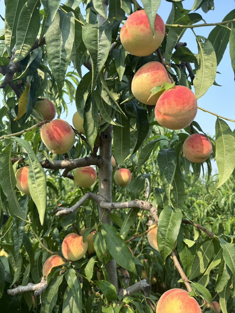 青州离核毛桃全红密秋彤口感脆甜保质保量供应全国