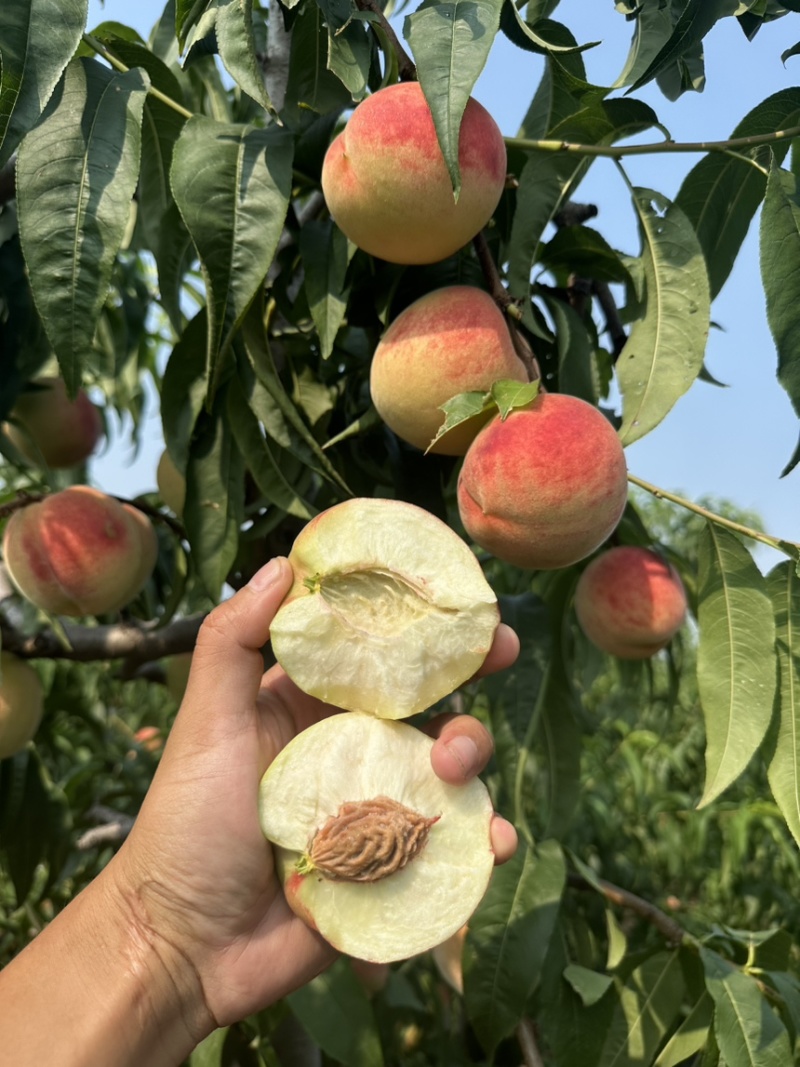 青州离核毛桃全红密秋彤口感脆甜保质保量供应全国