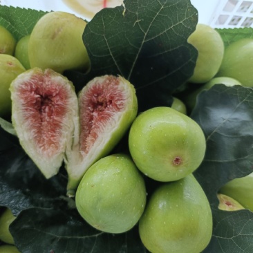 青皮无花果，7月——11月持续供应，需要的老板联系
