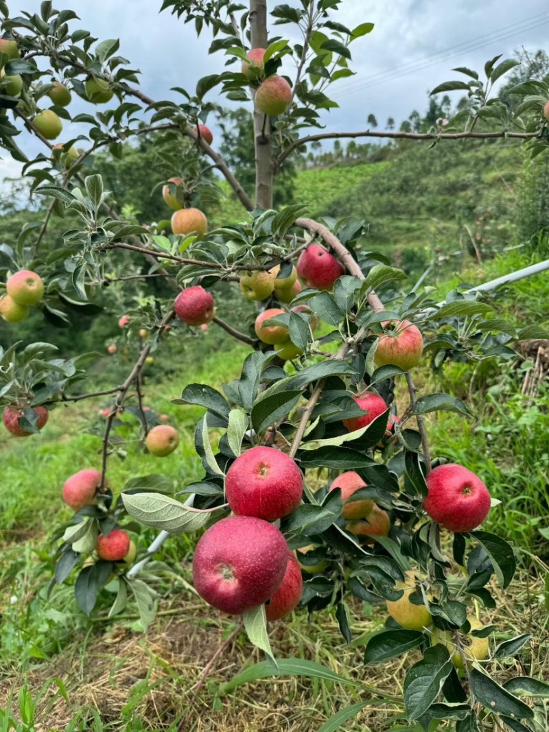 红露冰糖心陆续上市欢迎对接