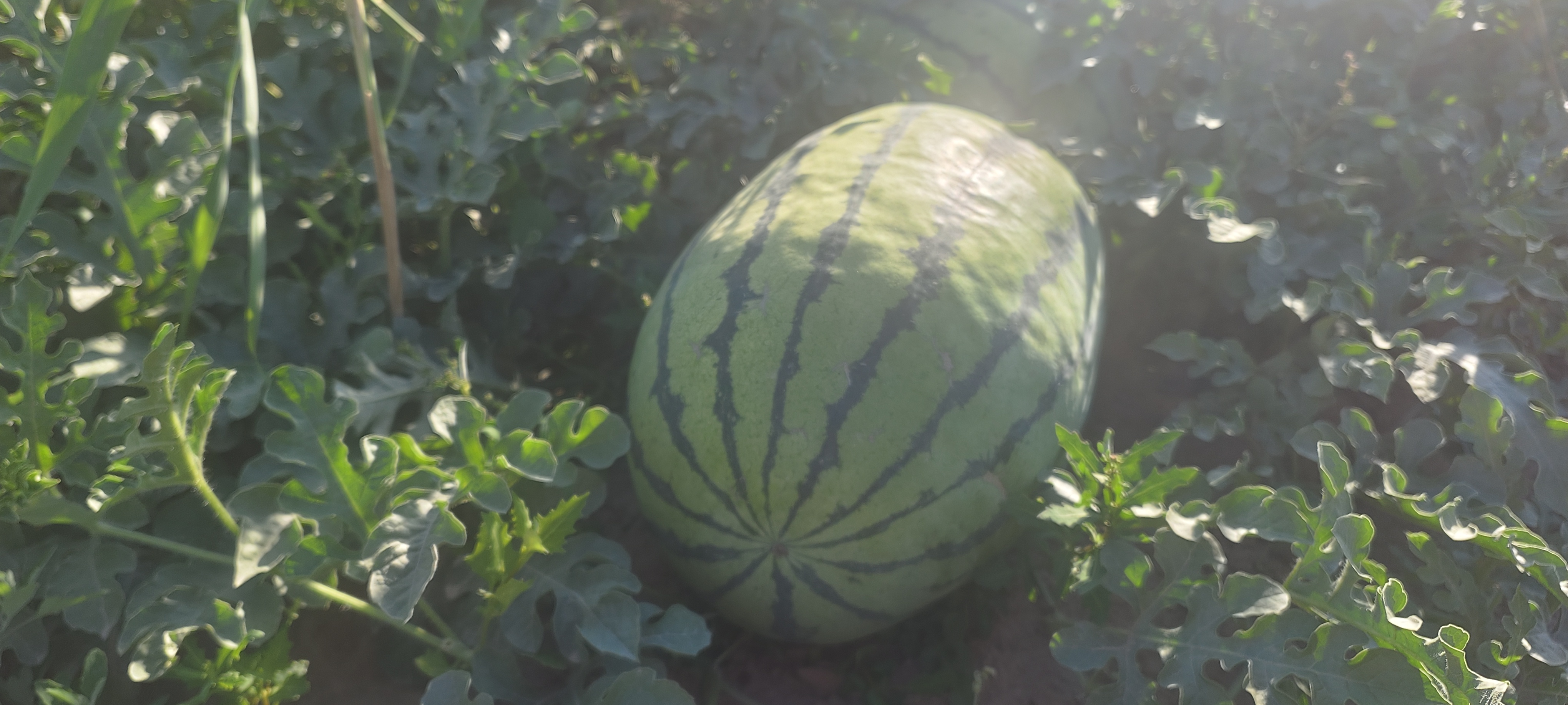 正在采摘的无籽西瓜田地
