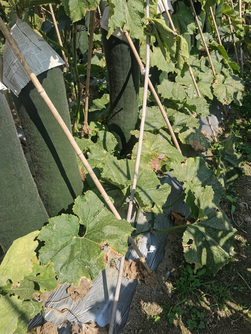 贵州高山精品黑皮吊冬瓜产地直销大量有货