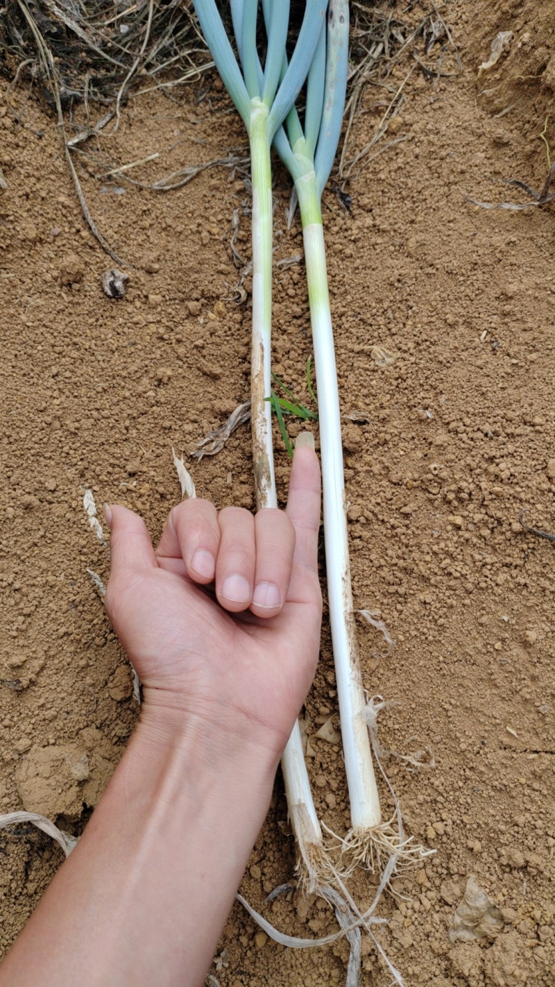 铁杆大葱产地一手货源量大价优欢迎随时电话联系