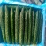 贵州露天种植精品密刺青瓜，口感清脆，色泽光亮，现摘现发。