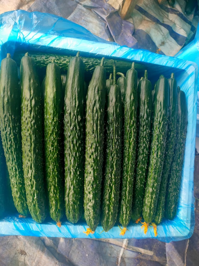 贵州露天种植精品密刺青瓜，口感清脆，色泽光亮，现摘现发。