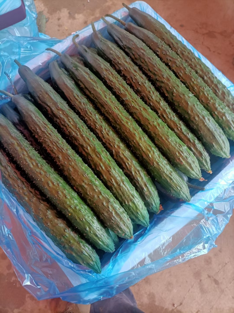 贵州露天种植精品密刺青瓜，口感清脆，色泽光亮，现摘现发。