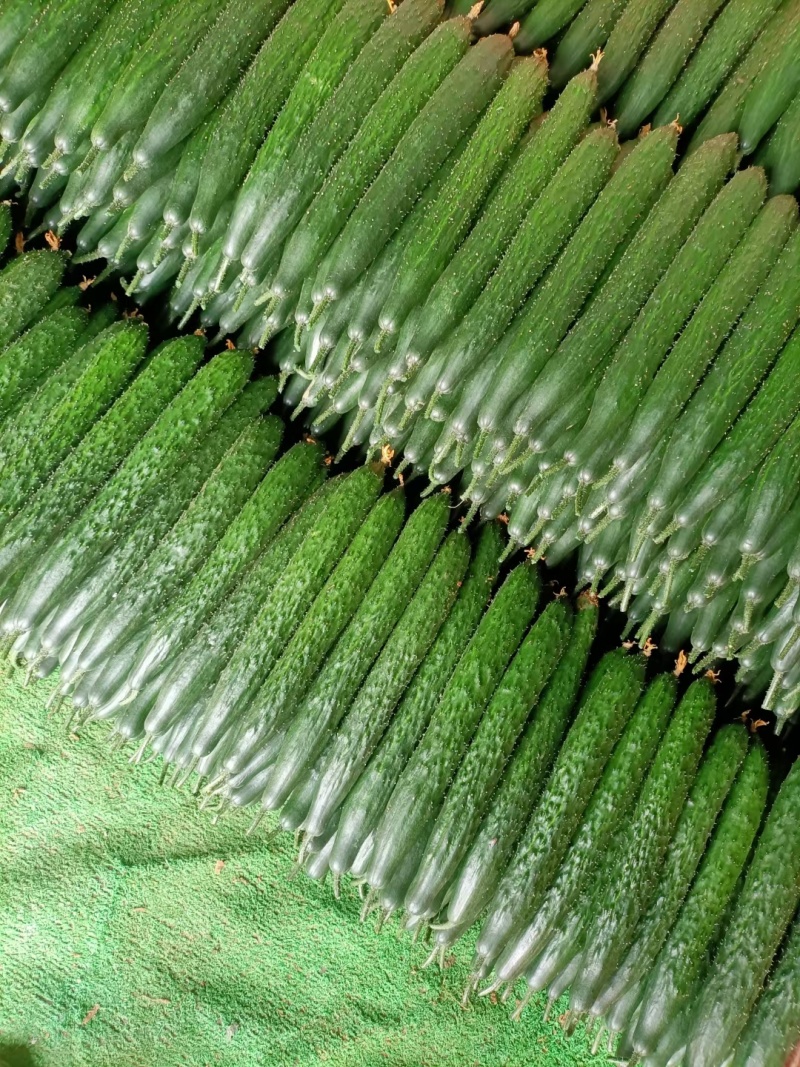 贵州露天种植精品密刺青瓜，口感清脆，色泽光亮，现摘现发。
