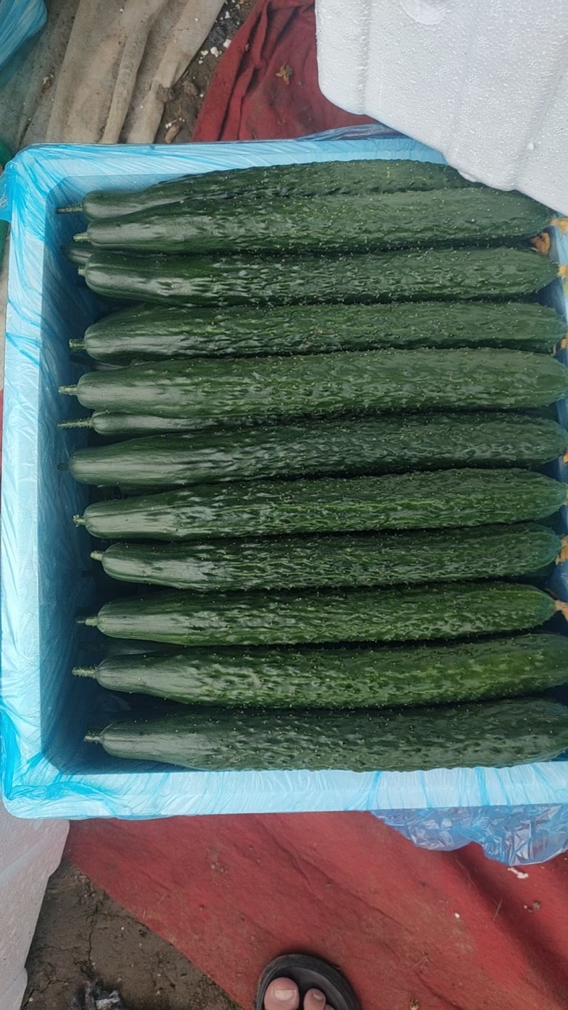 贵州露天种植精品密刺青瓜，口感清脆，色泽光亮，现摘现发。