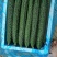 贵州露天种植精品密刺青瓜，口感清脆，色泽光亮，现摘现发。