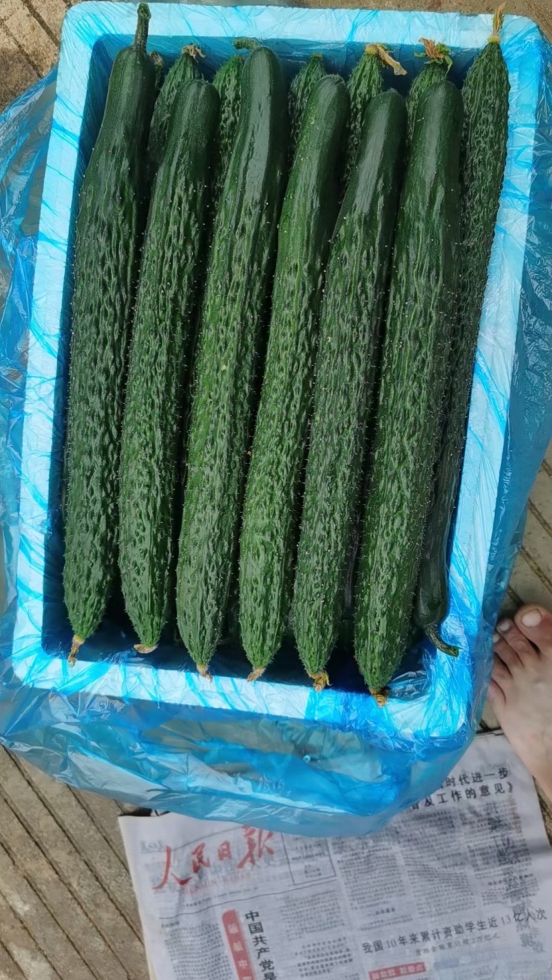 贵州露天种植精品密刺青瓜，口感清脆，色泽光亮，现摘现发。