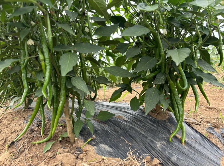 阳光下的青线椒种植田,绿意盎然,果实饱满,展现自然生长的健康状态 青线椒种植场景